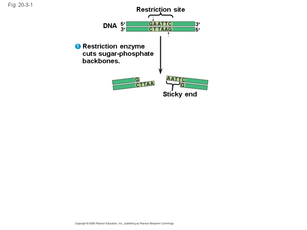 Fig. 20-3-1 Restriction site DNA Sticky end Restriction enzyme cuts sugar-phosphate backbones. 5 3